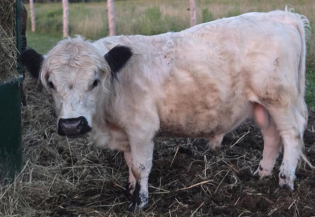 Quality Beef for sale at KR Farms in New Liskeard