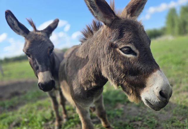 Mini Donkeys at KR Farms in New Liskeard